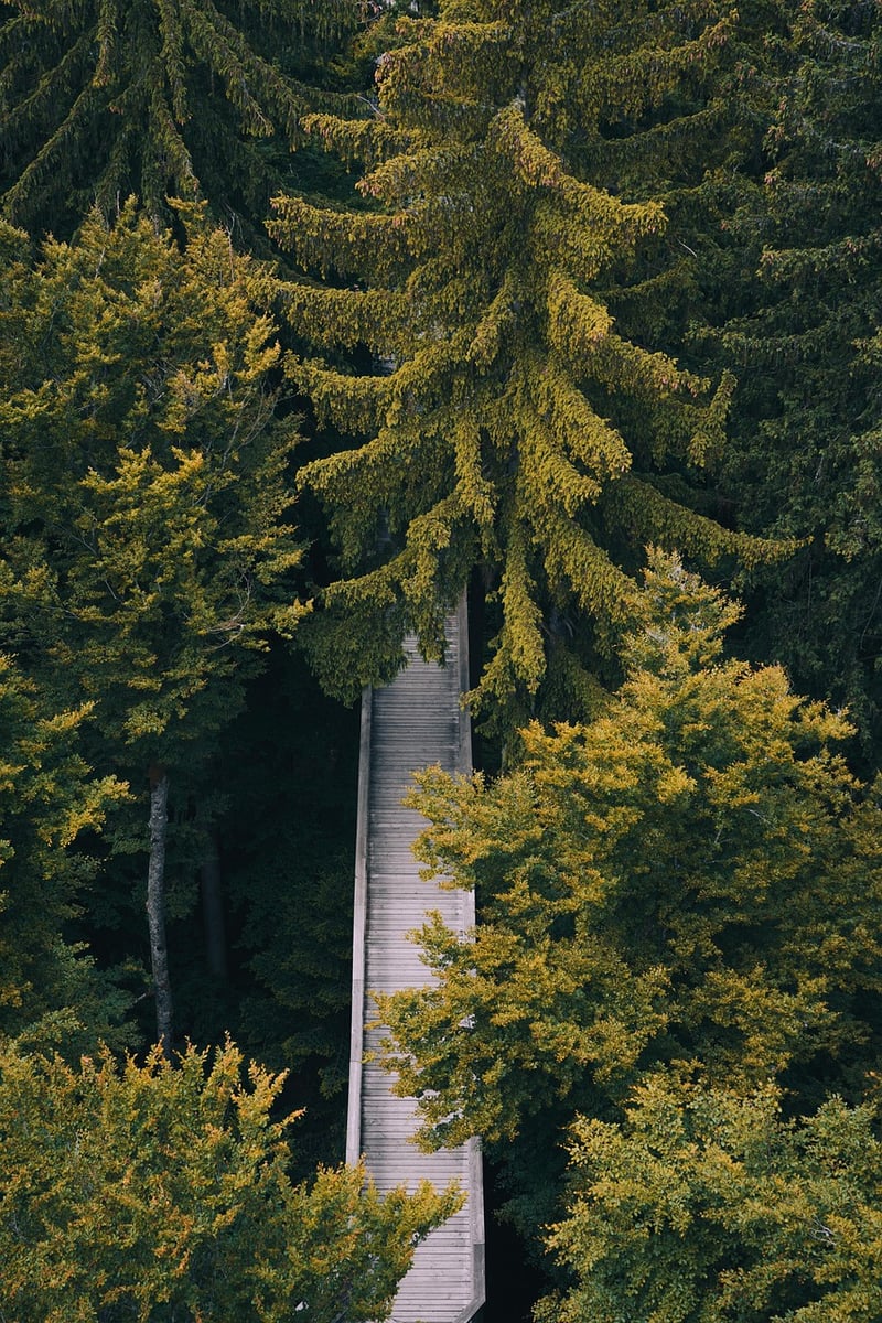 Forest Bathing